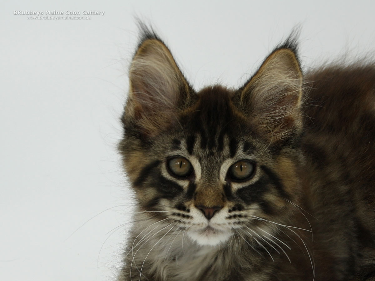 Maine Coon Kitten BRubbeys Rayaan, 13 Wochen
