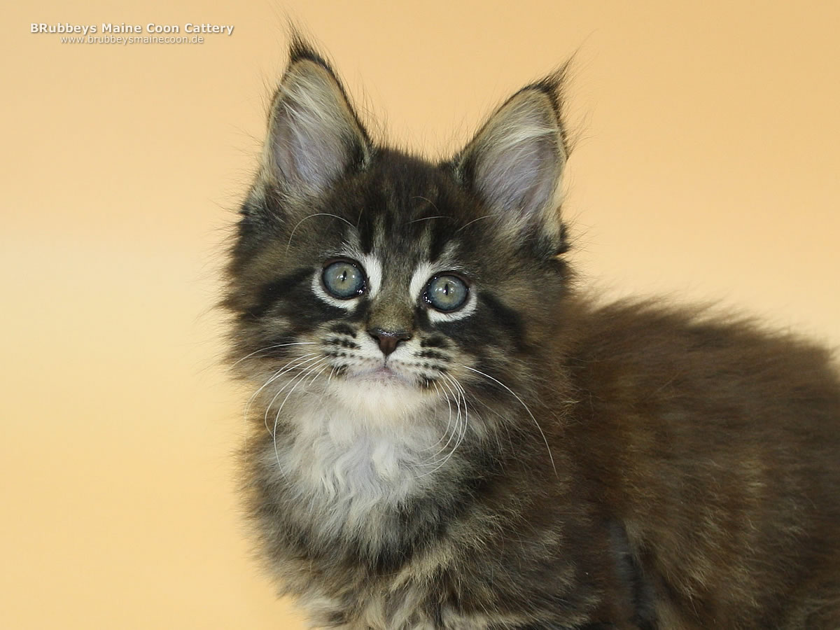 Maine Coon Kitten BRubbeys Rayaan 8 Wochen