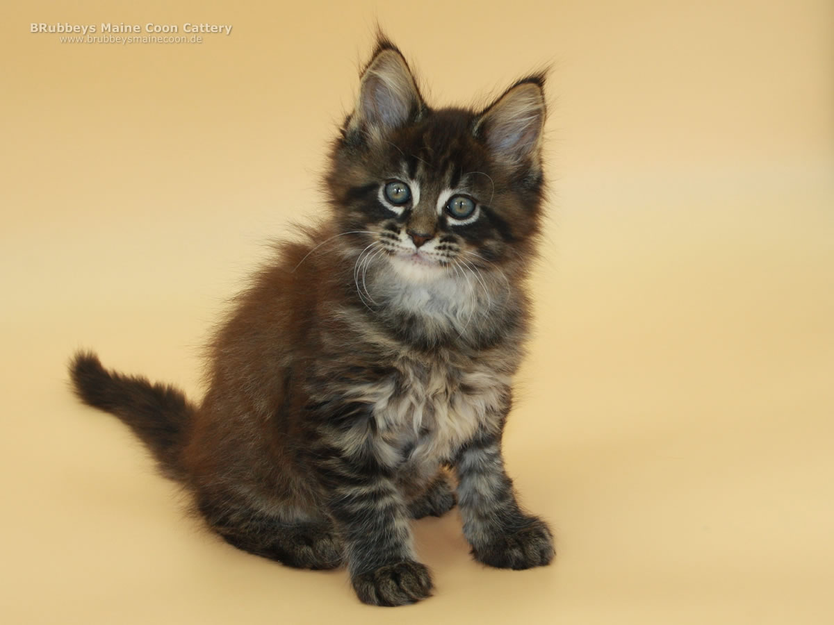 Maine Coon Kitten BRubbeys Rayaan 8 Wochen