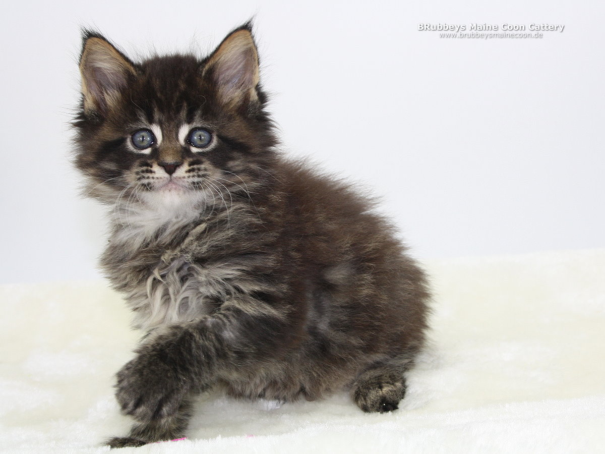 Maine Coon Kitten BRubbeys Rayaan 6,5 Wochen