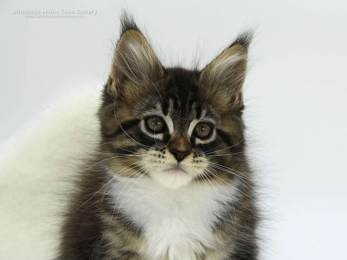 Maine Coon Kitten BRubbeys Rocky, 10 Wochen