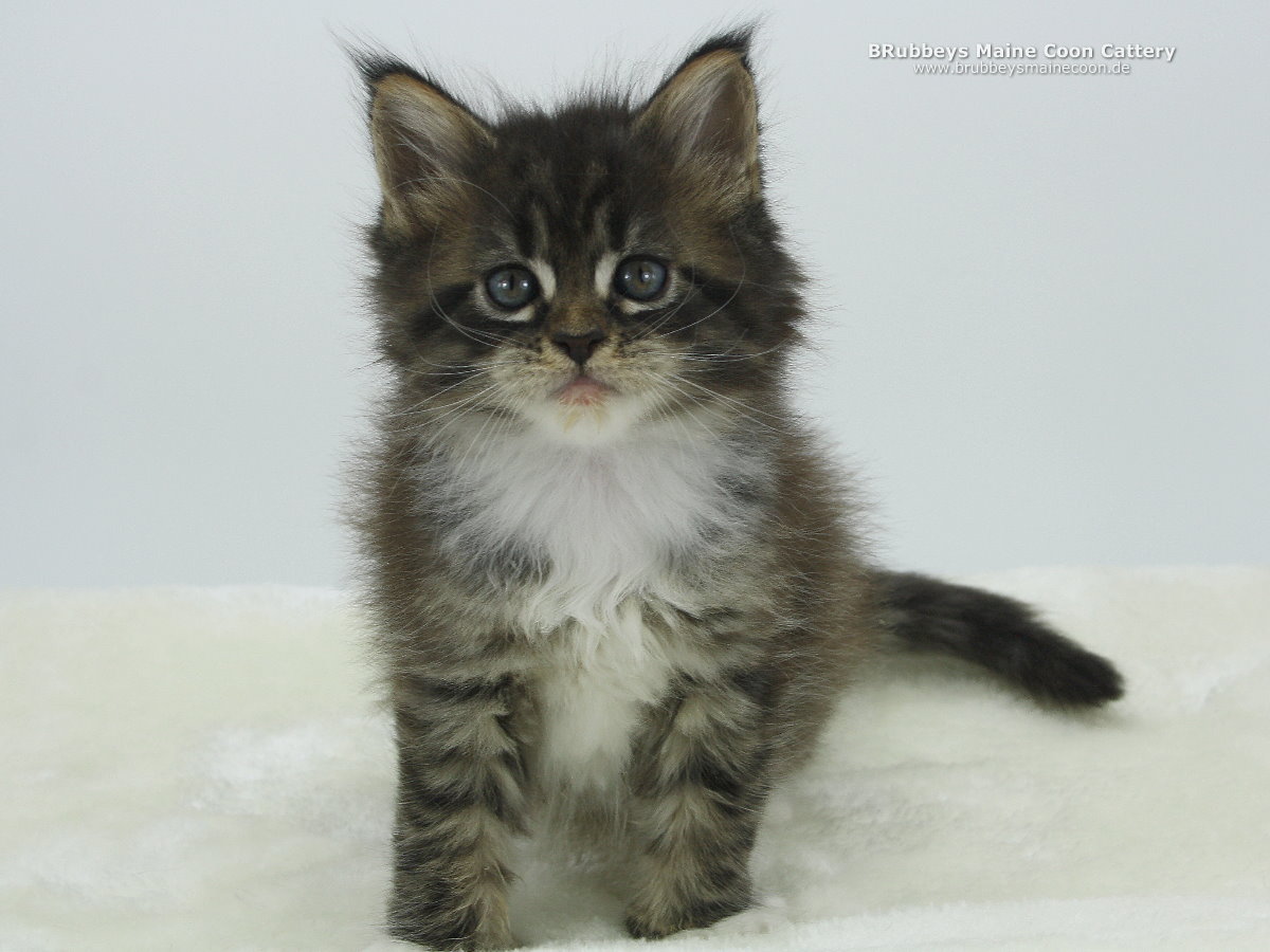 Maine Coon Kitten BRubbeys Rocky 6,5 Wochen