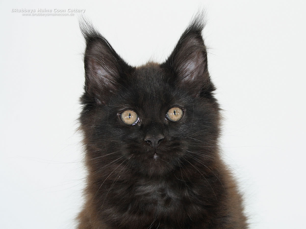 Maine Coon Kitten BRubbeys Ronja, 13 Wochen