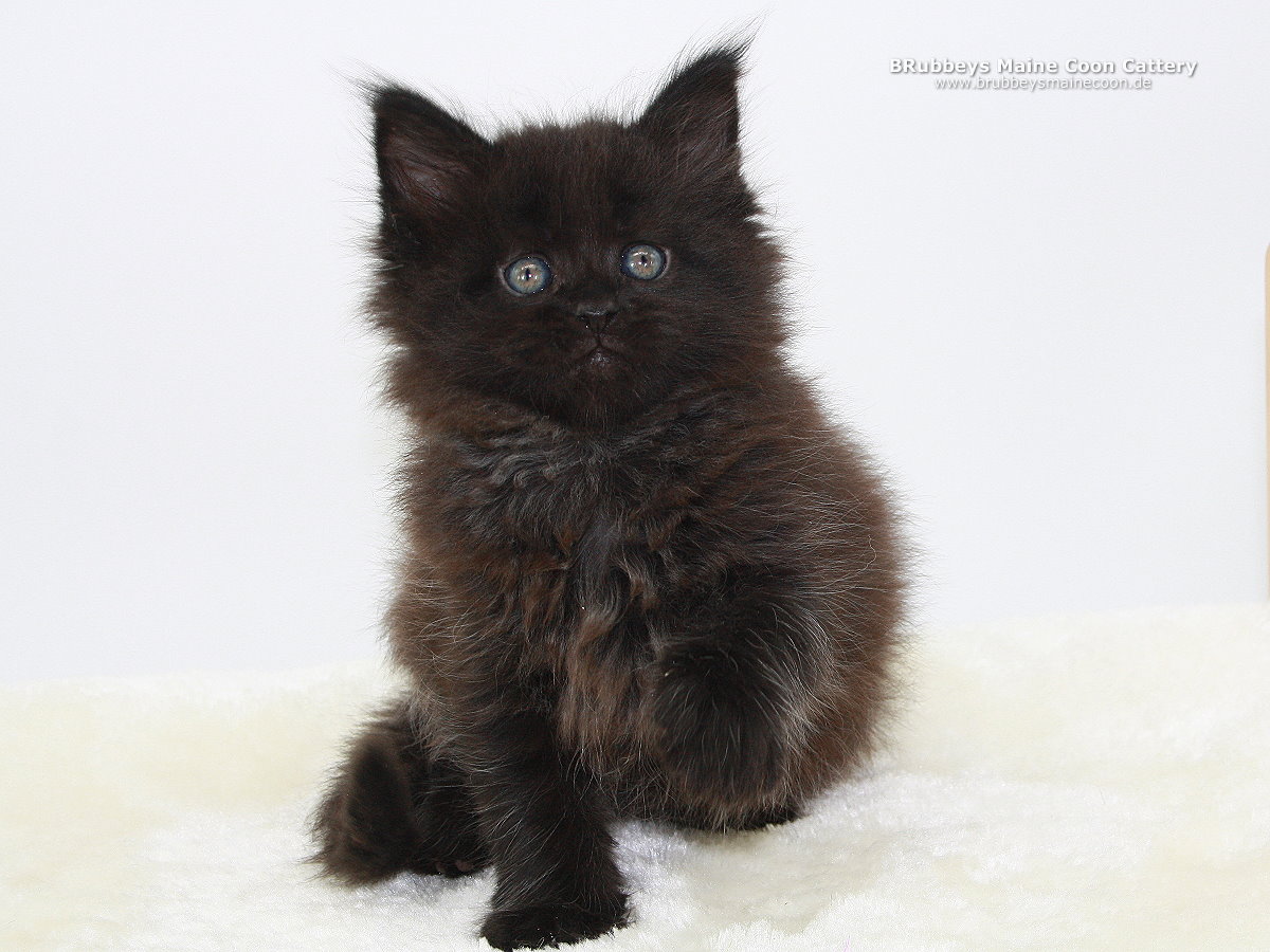 Maine Coon Kitten BRubbeys Ronja 6,5 Wochen