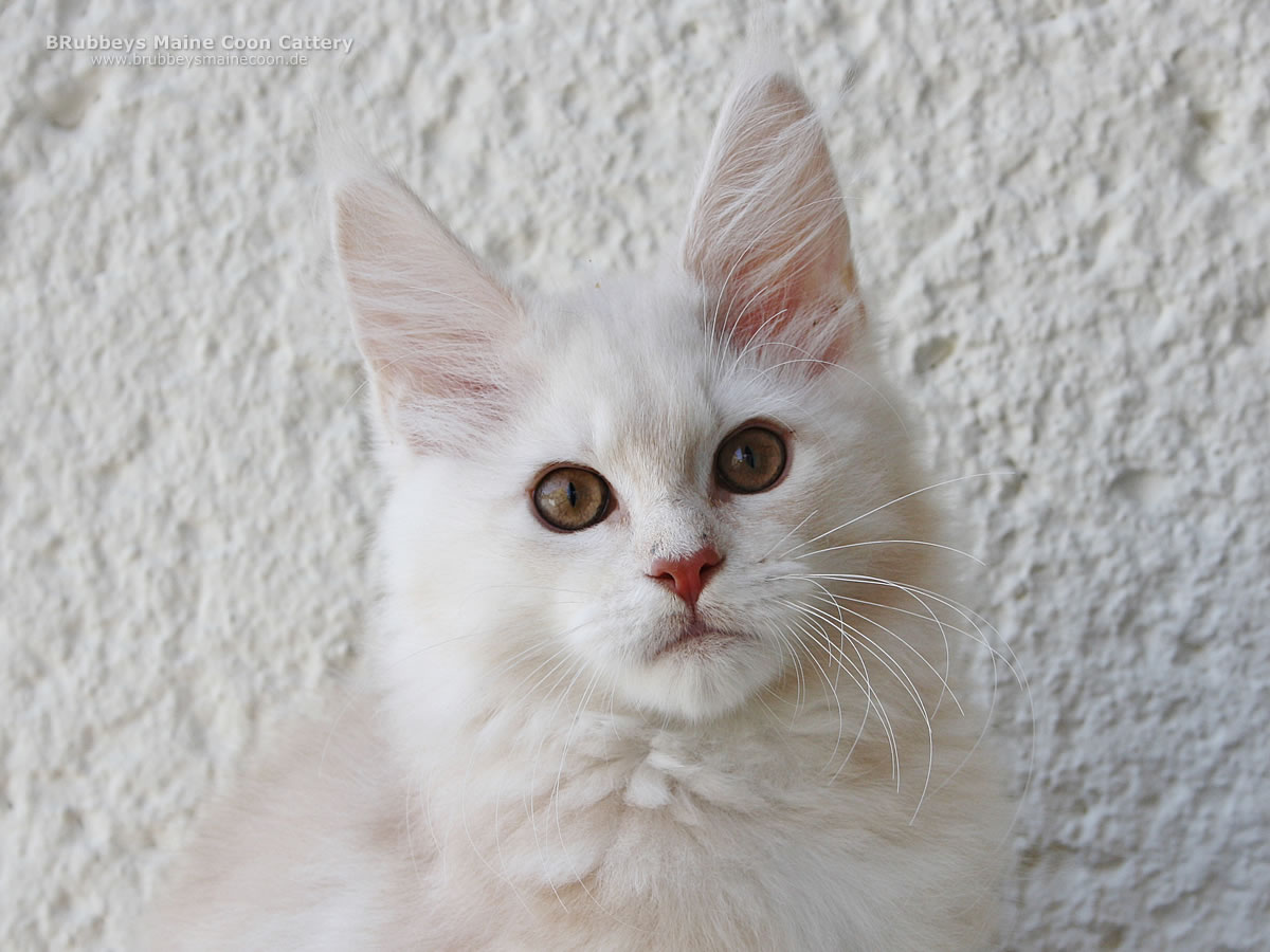Maine Coon Kitten BRubbeys Sasori, 14 Wochen