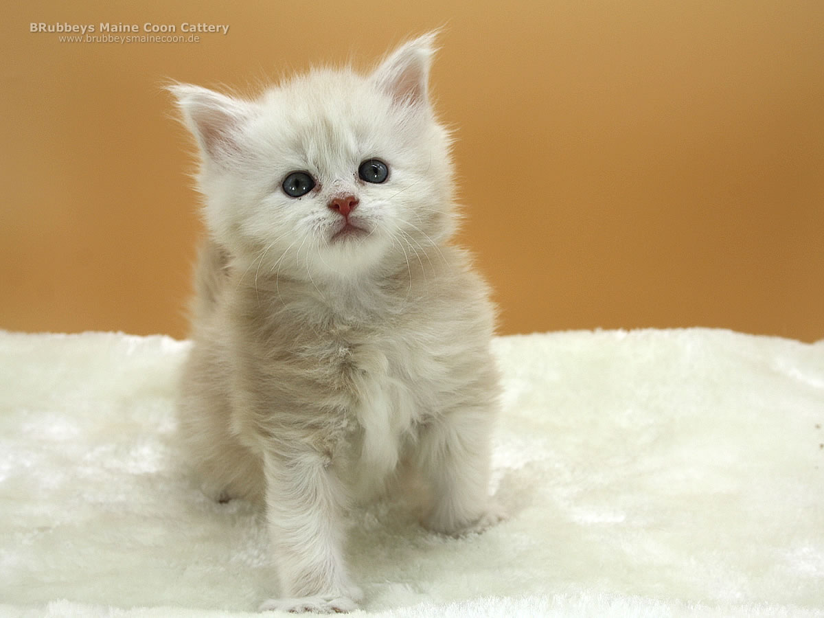 Maine Coon Kitten BRubbeys Sasori, 4,5 Wochen
