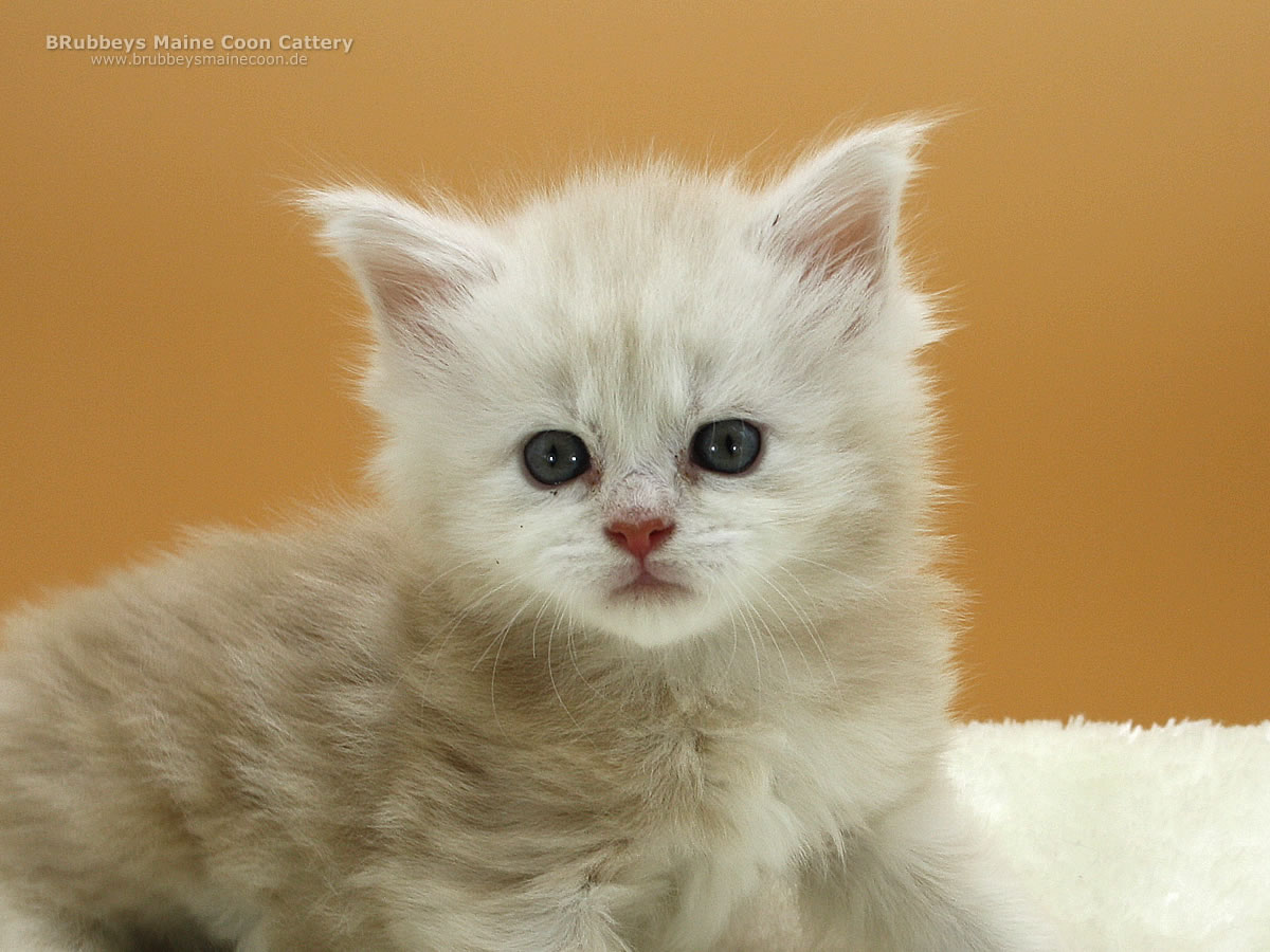 Maine Coon Kitten BRubbeys Sasori, 4,5 Wochen