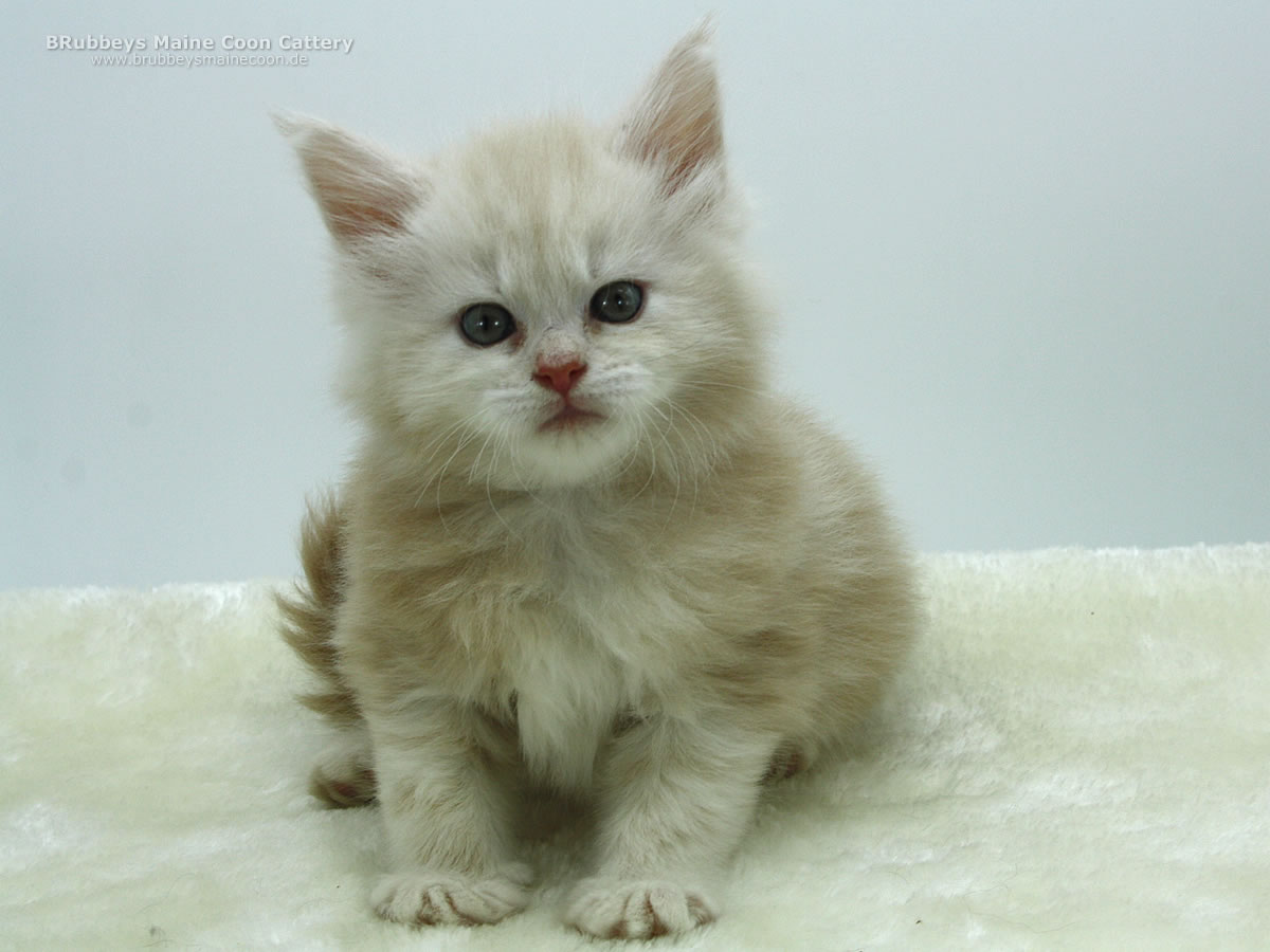 Maine Coon Kitten BRubbeys Sasori, 5,5 Wochen