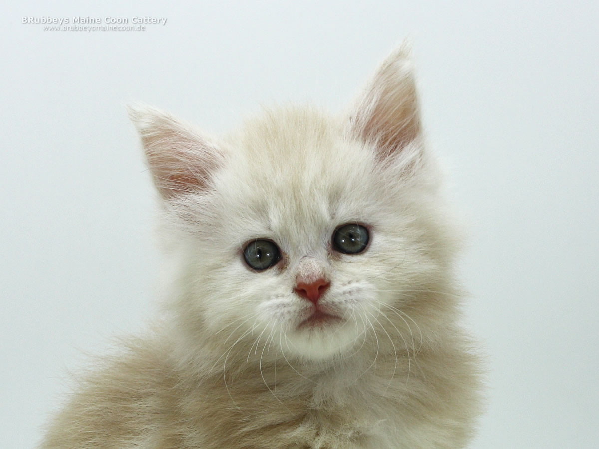 Maine Coon Kitten BRubbeys Sasori, 5,5 Wochen