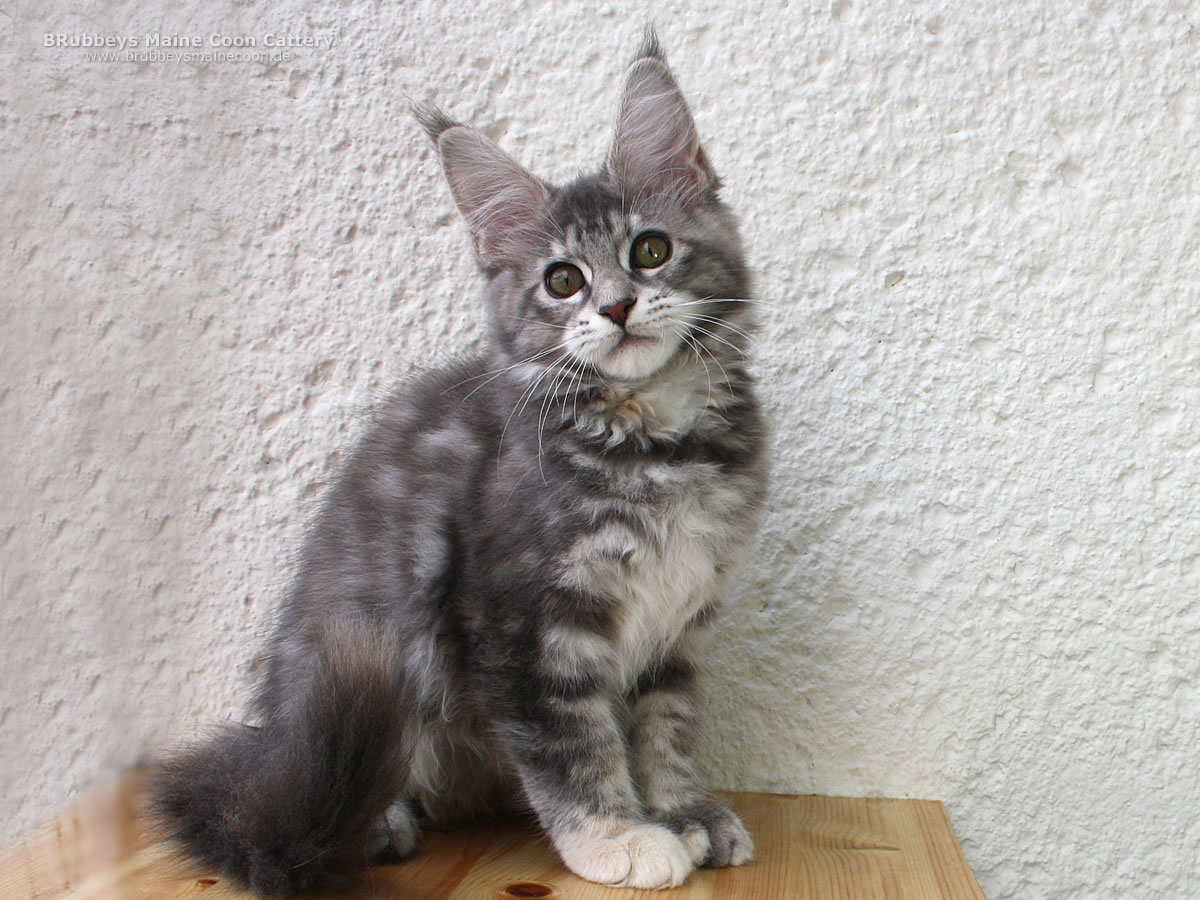 Maine Coon Kitten BRubbeys Soraya, 14 Wochen