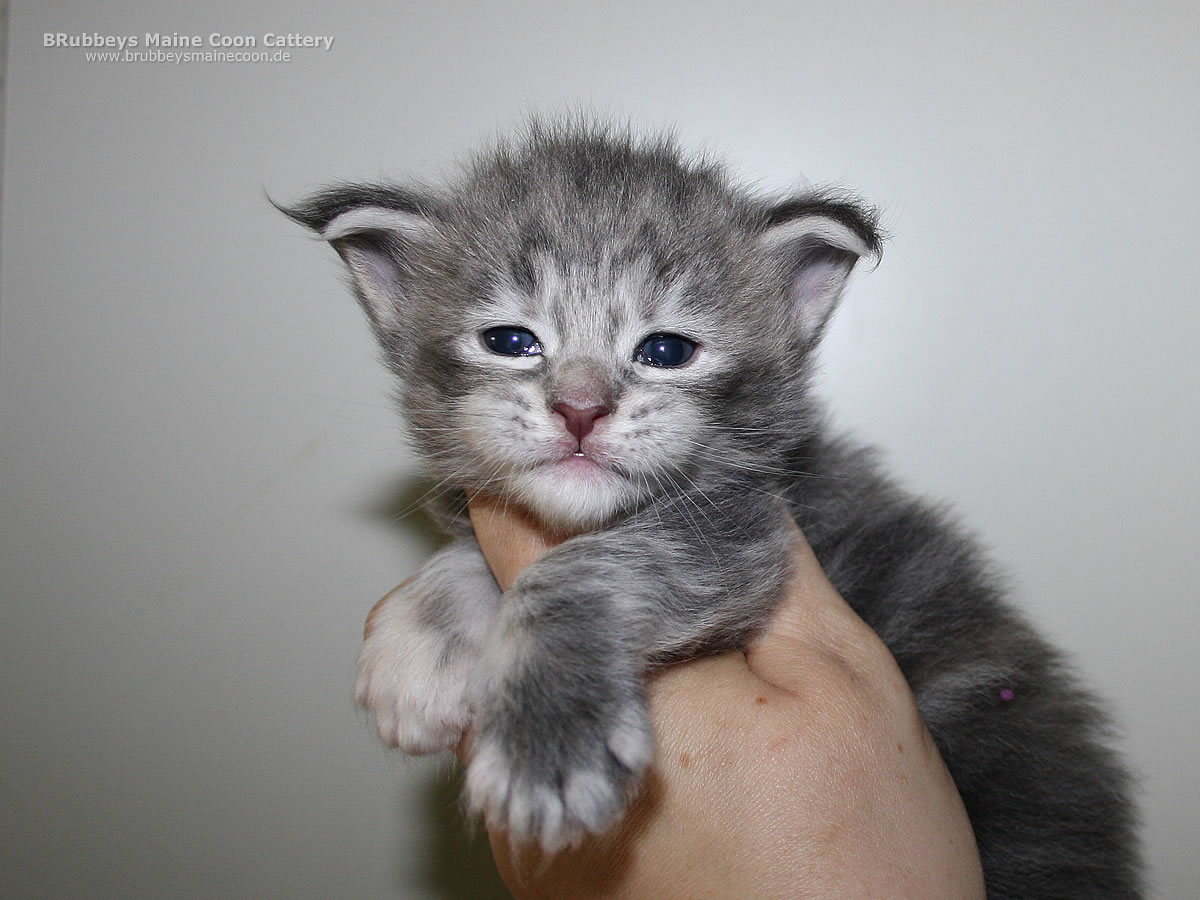 Maine Coon Kitten BRubbeys Soraya, 19 Tage