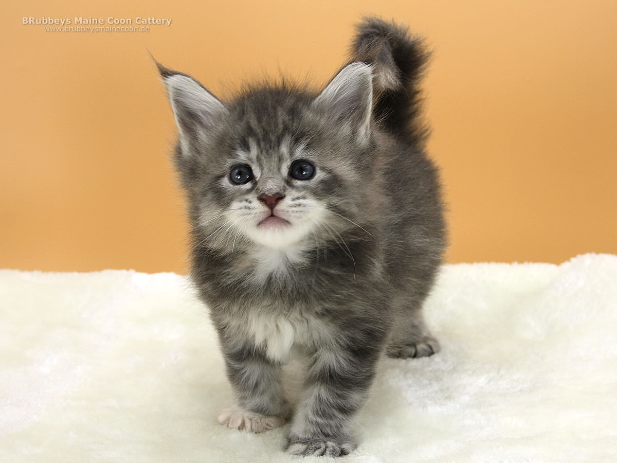 Maine Coon Kitten BRubbeys Soraya, 4,5 Wochen