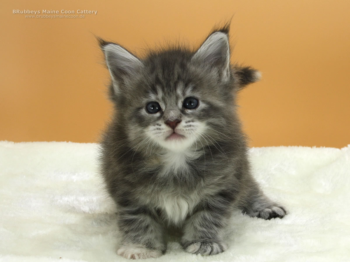 Maine Coon Kitten BRubbeys Soraya, 4,5 Wochen