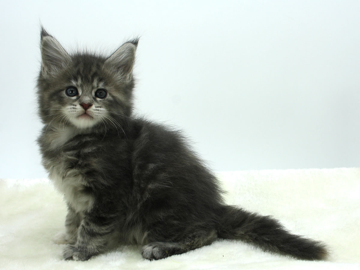 Maine Coon Kitten BRubbeys Soraya, 5,5 Wochen