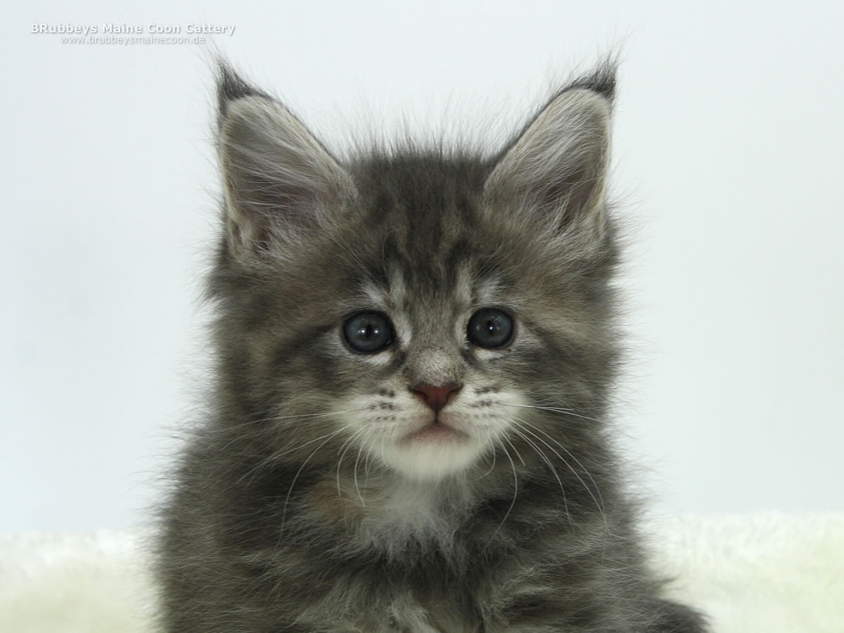 Maine Coon Kitten BRubbeys Soraya, 5,5 Wochen