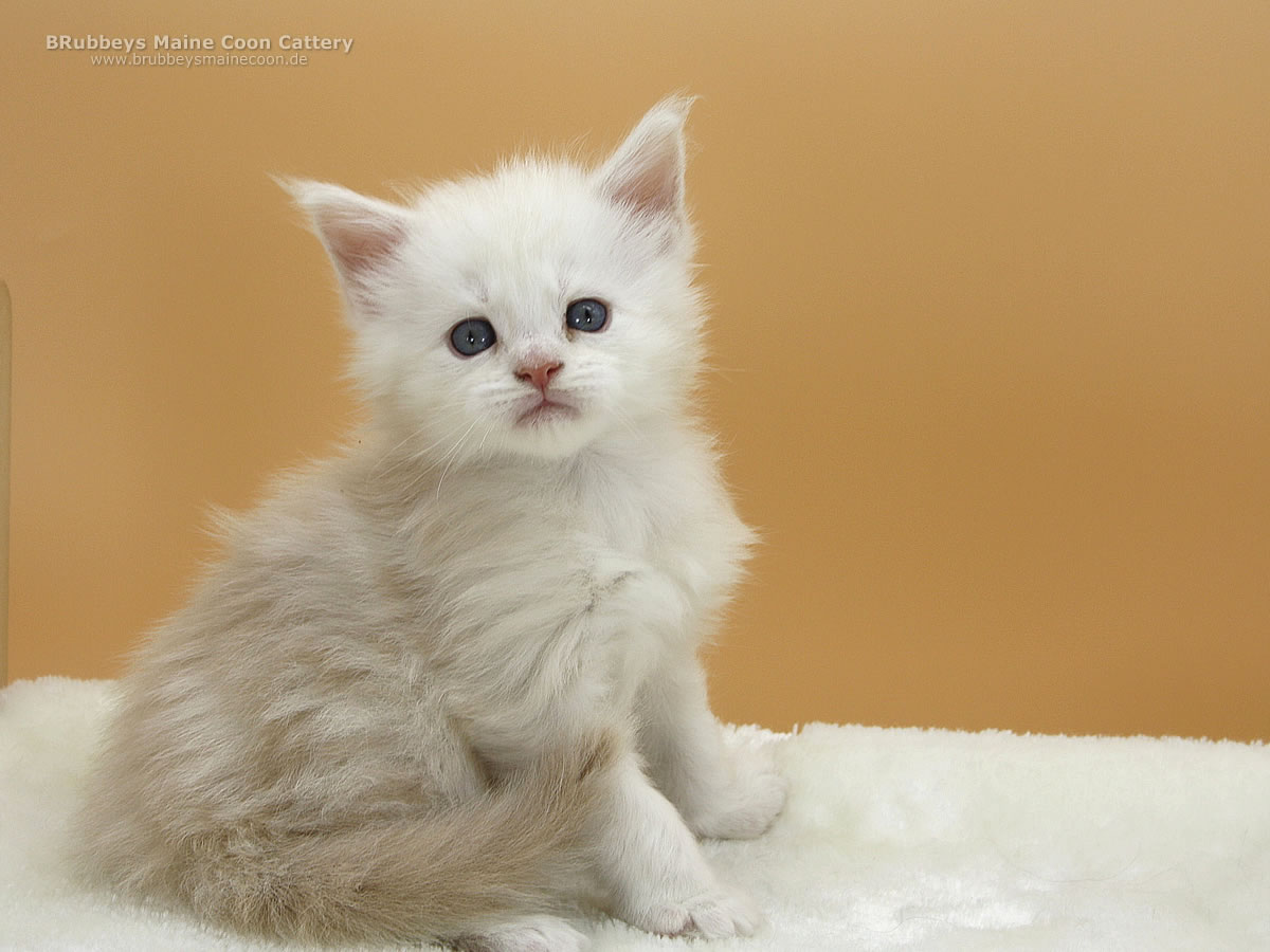 Maine Coon Kitten BRubbeys Sunny, 4,5 Wochen