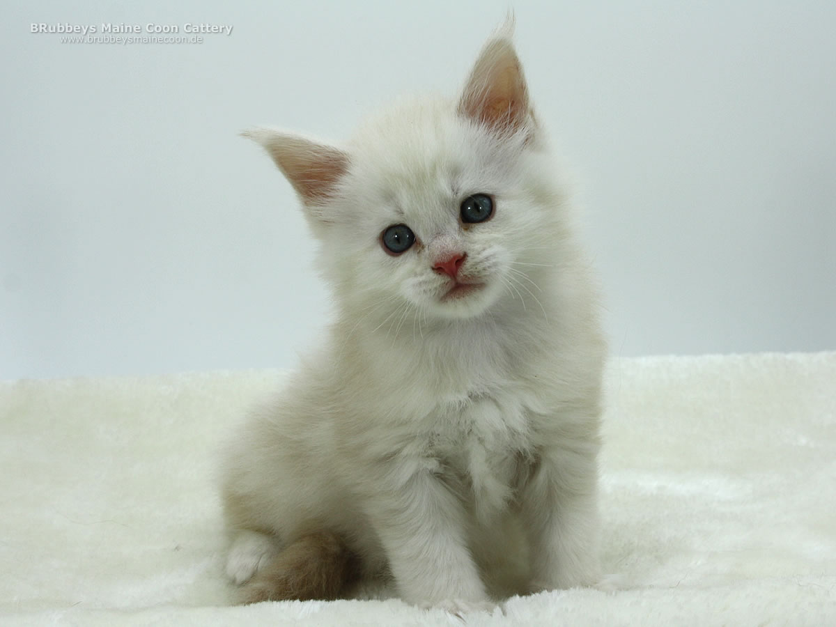 Maine Coon Kitten BRubbeys Sunny, 5,5 Wochen
