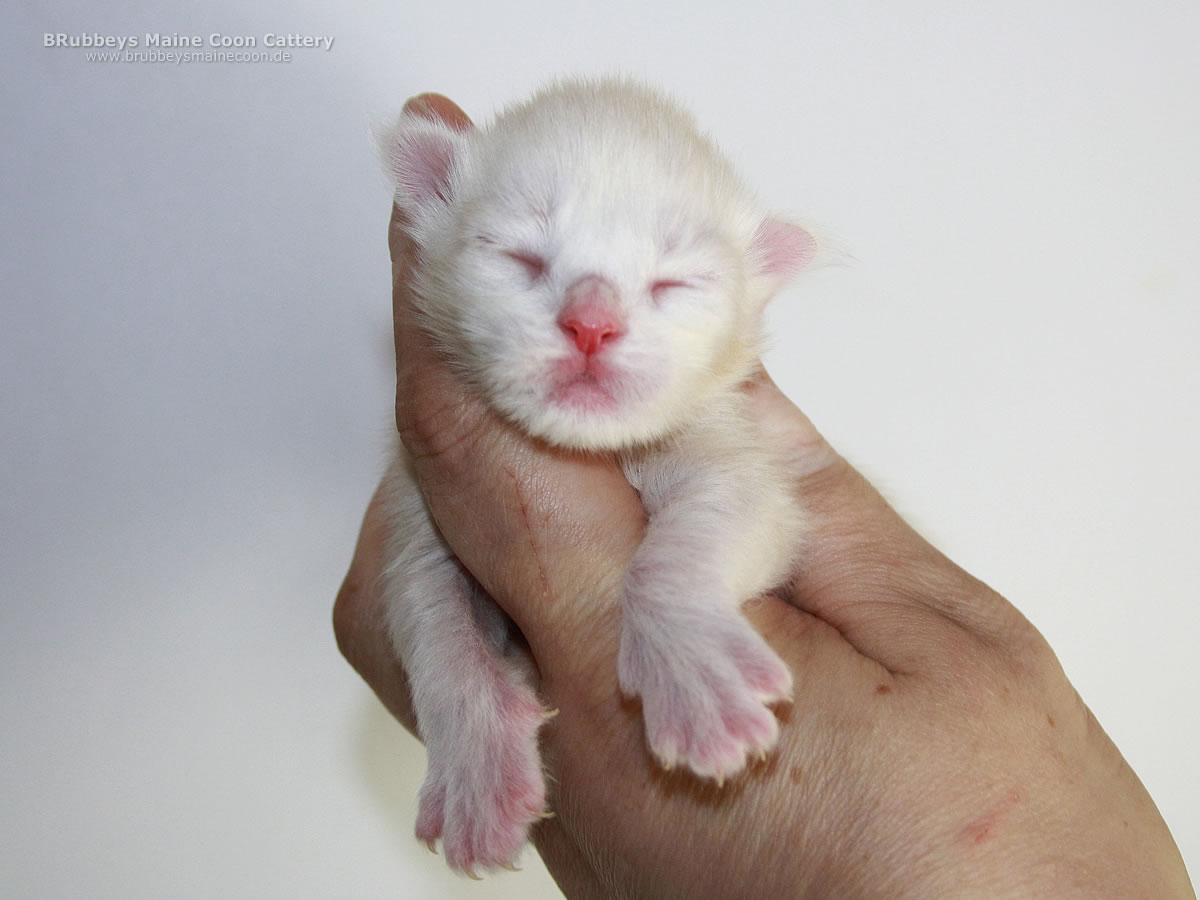 Maine Coon Kitten BRubbeys Sunny 5 Tage
