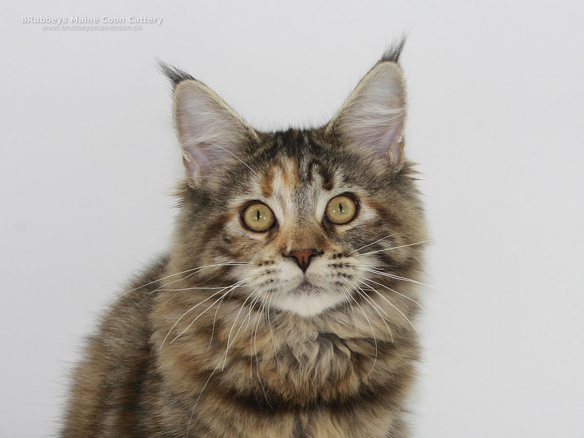 Maine Coon Kitten BRubbeys Undine