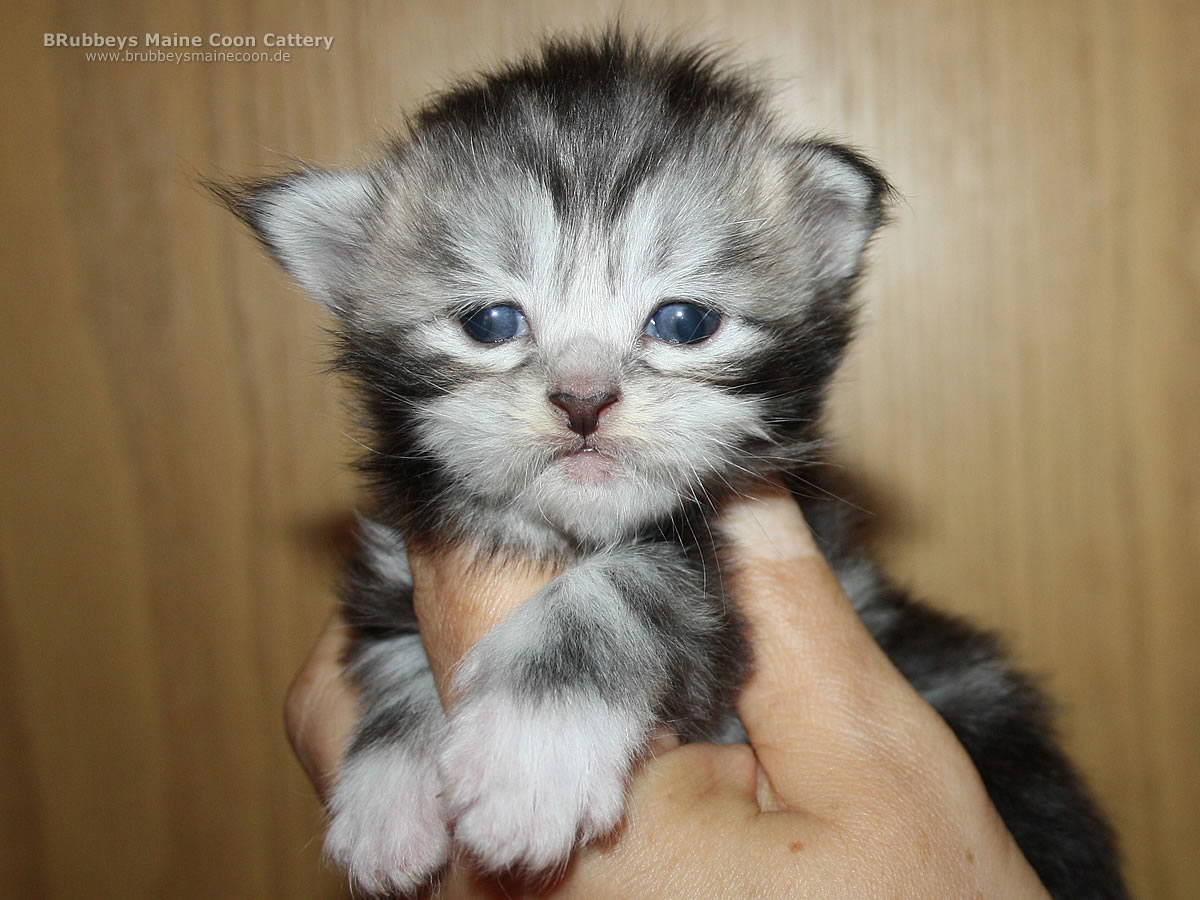 Maine Coon Kitten BRubbeys Wallace