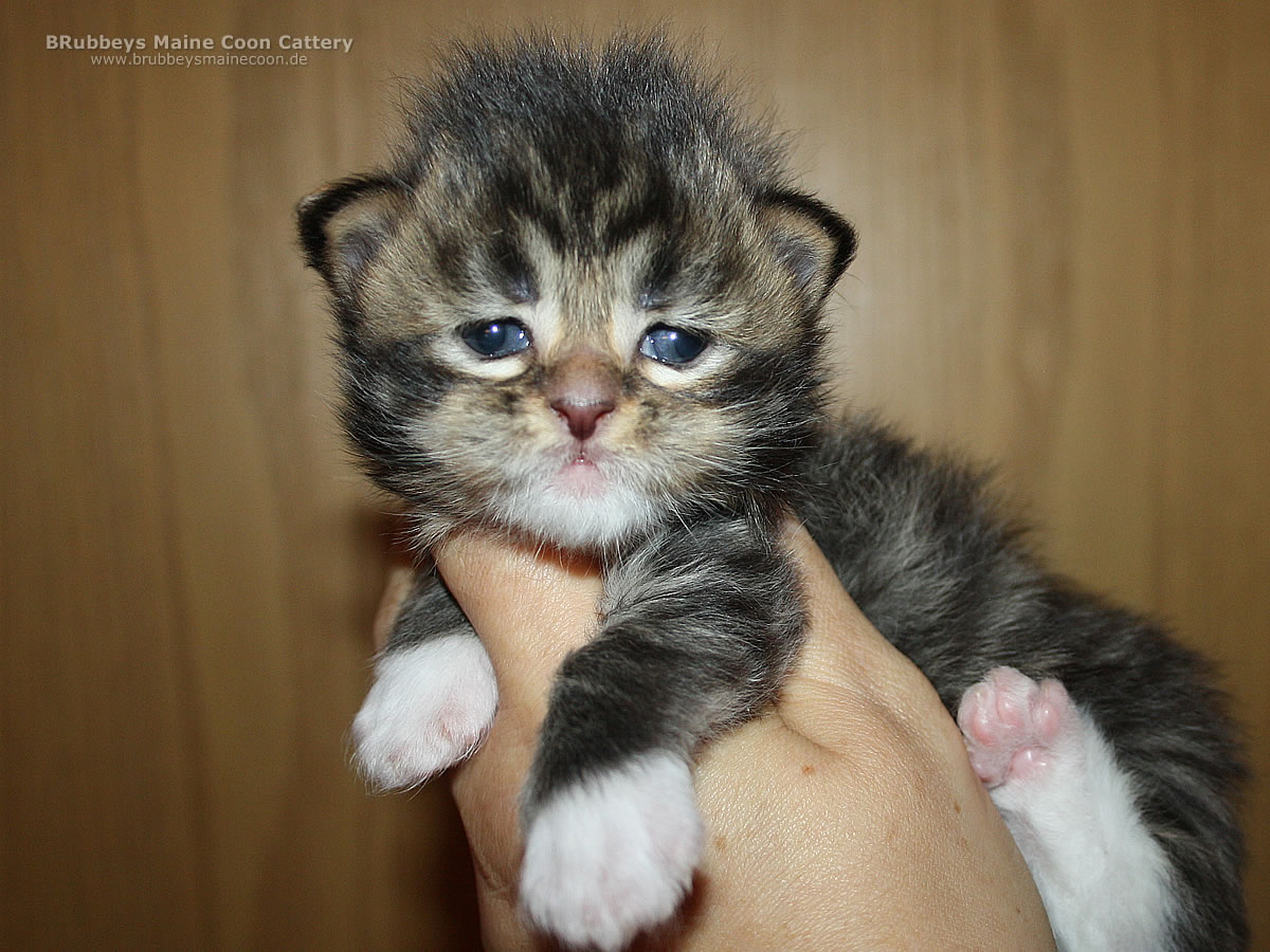 Maine Coon Baby BRubbeys Watson