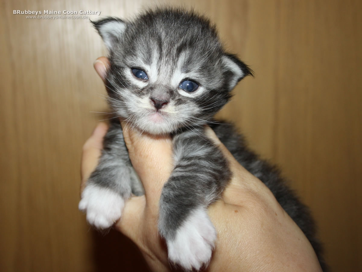 Maine Coon Kitten BRubbeys Wilson