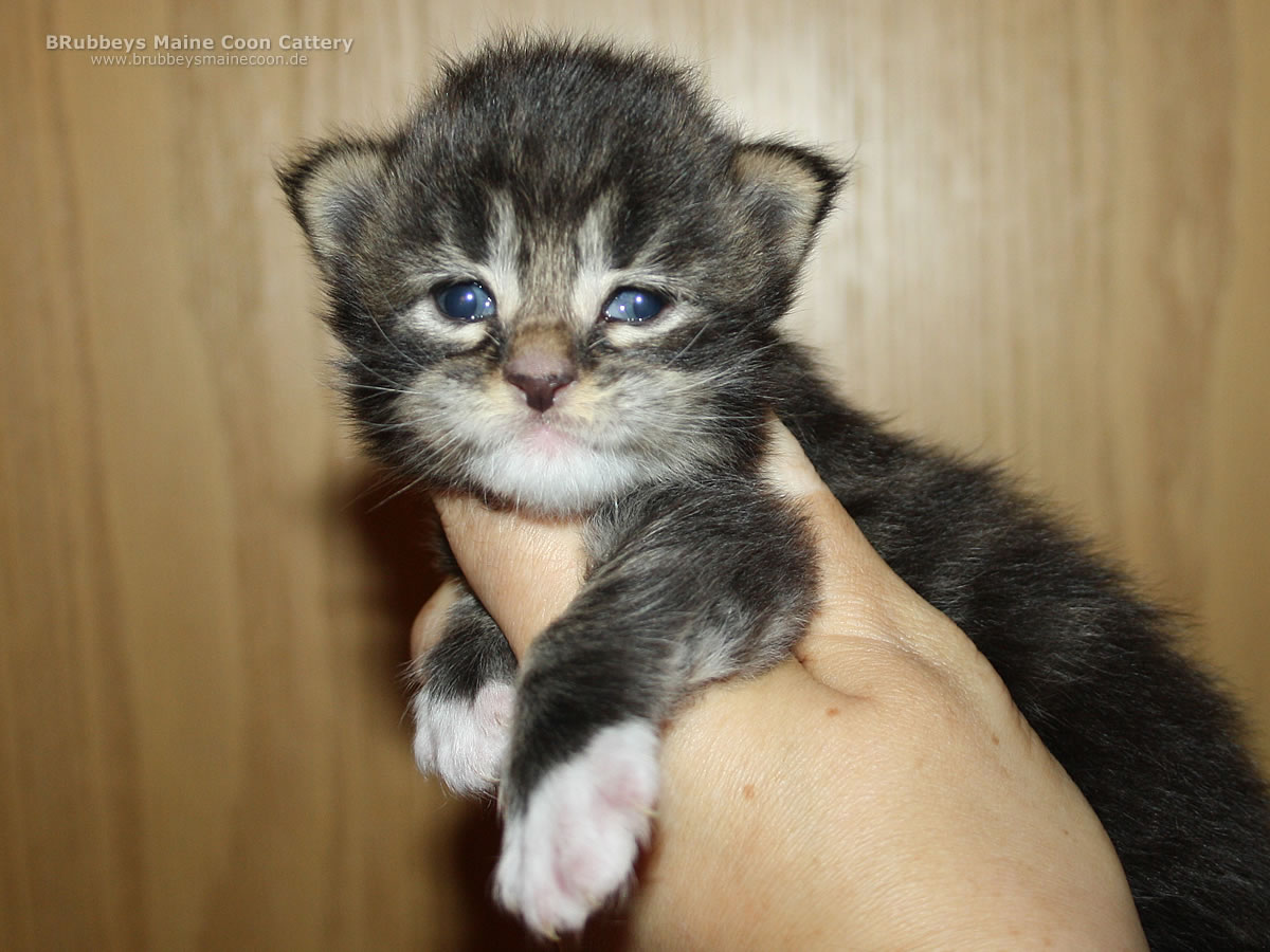 Maine Coon Baby BRubbeys Winston