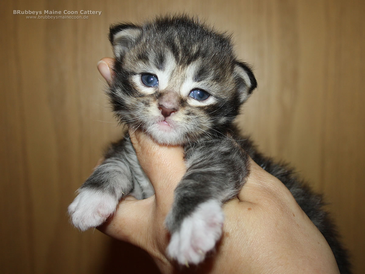 Maine Coon Kitten BRubbeys Woody