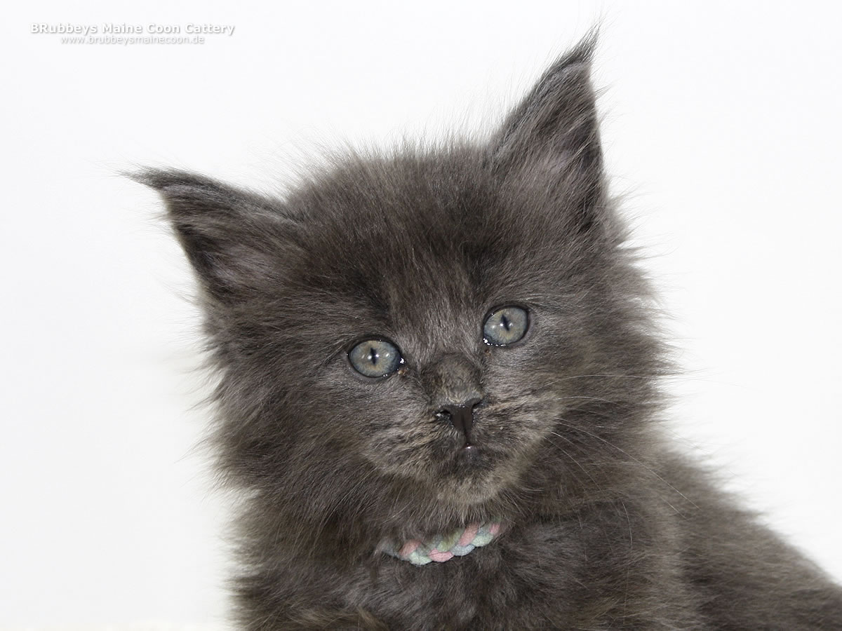 Maine Coon Kitten BRubbeys XGirl Blue