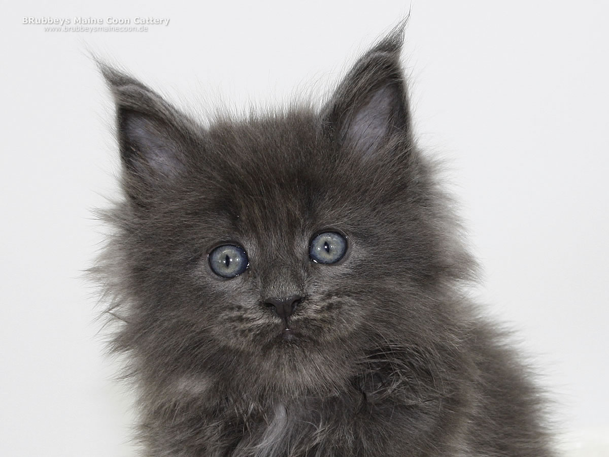 Maine Coon Kitten BRubbeys Xplosive