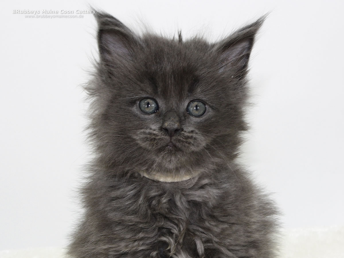 Maine Coon Kitten BRubbeys Xtension