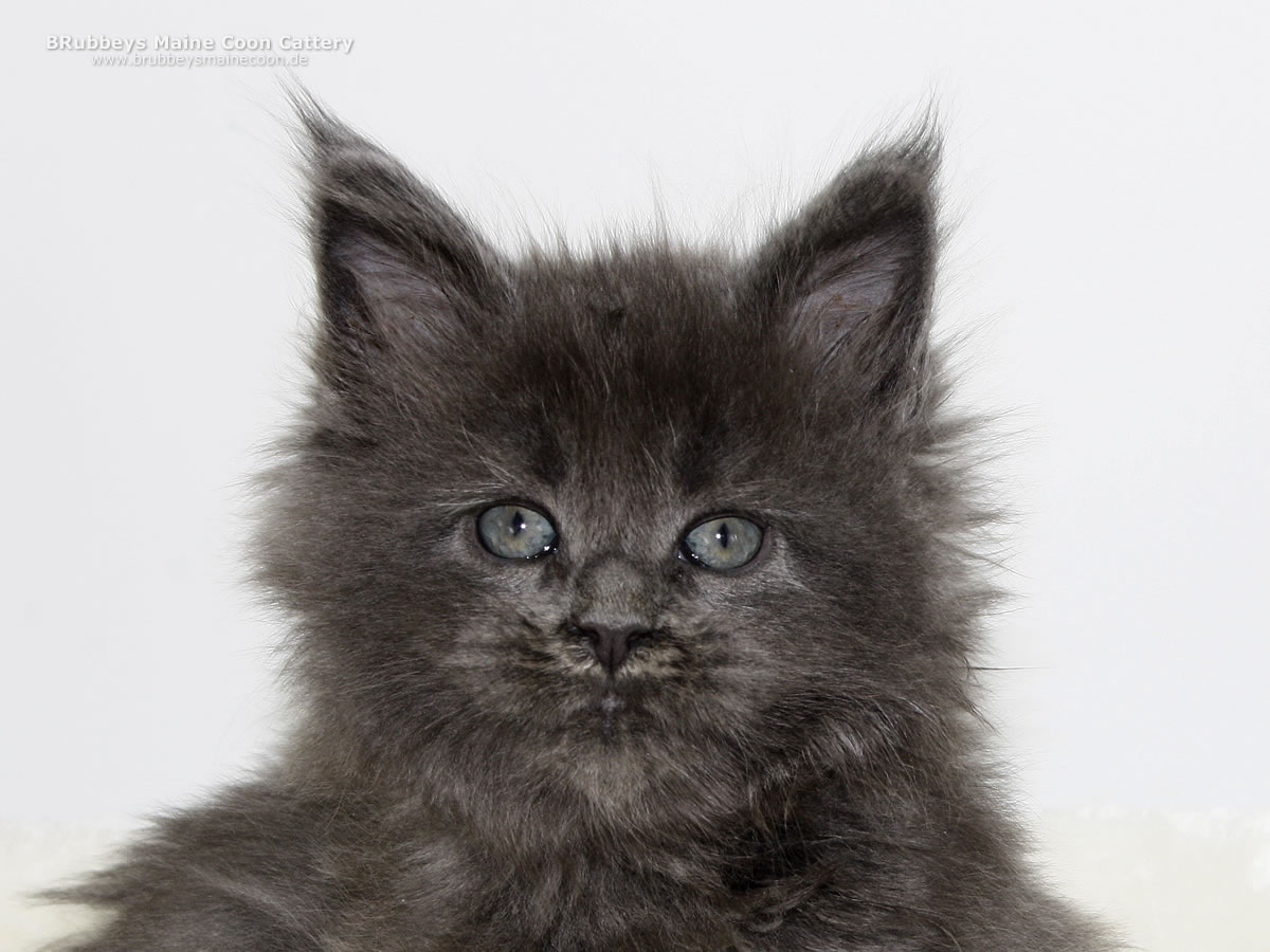 Maine Coon Baby BRubbeys Xtra