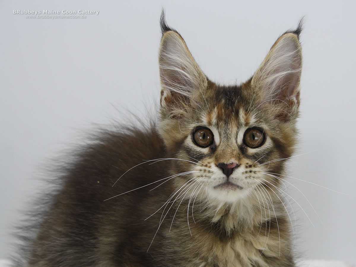 Maine Coon Kitten BRubbeys Yakima