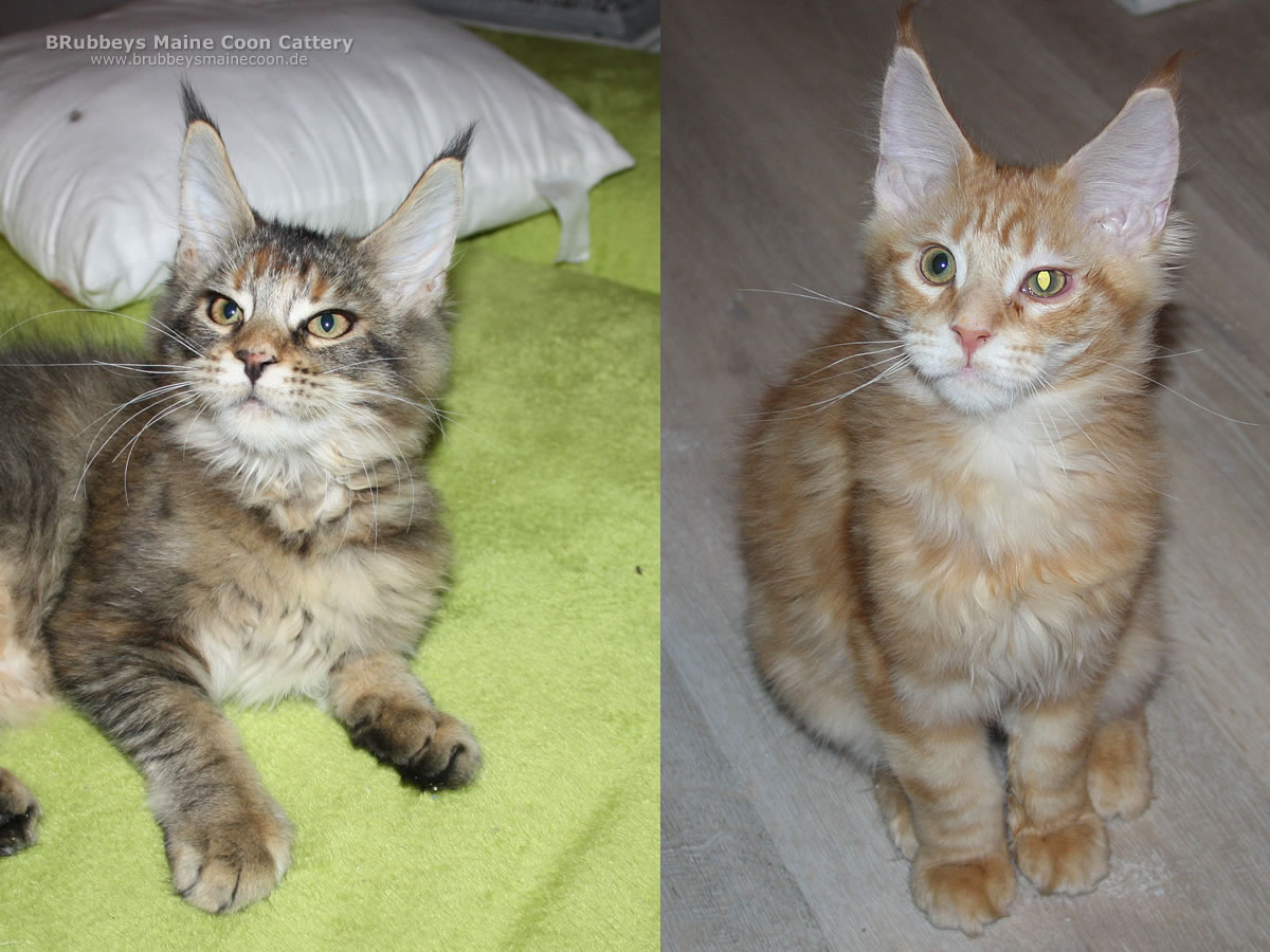 Auszug Yakima und Zeppi Auszug Yakima und Zeppi