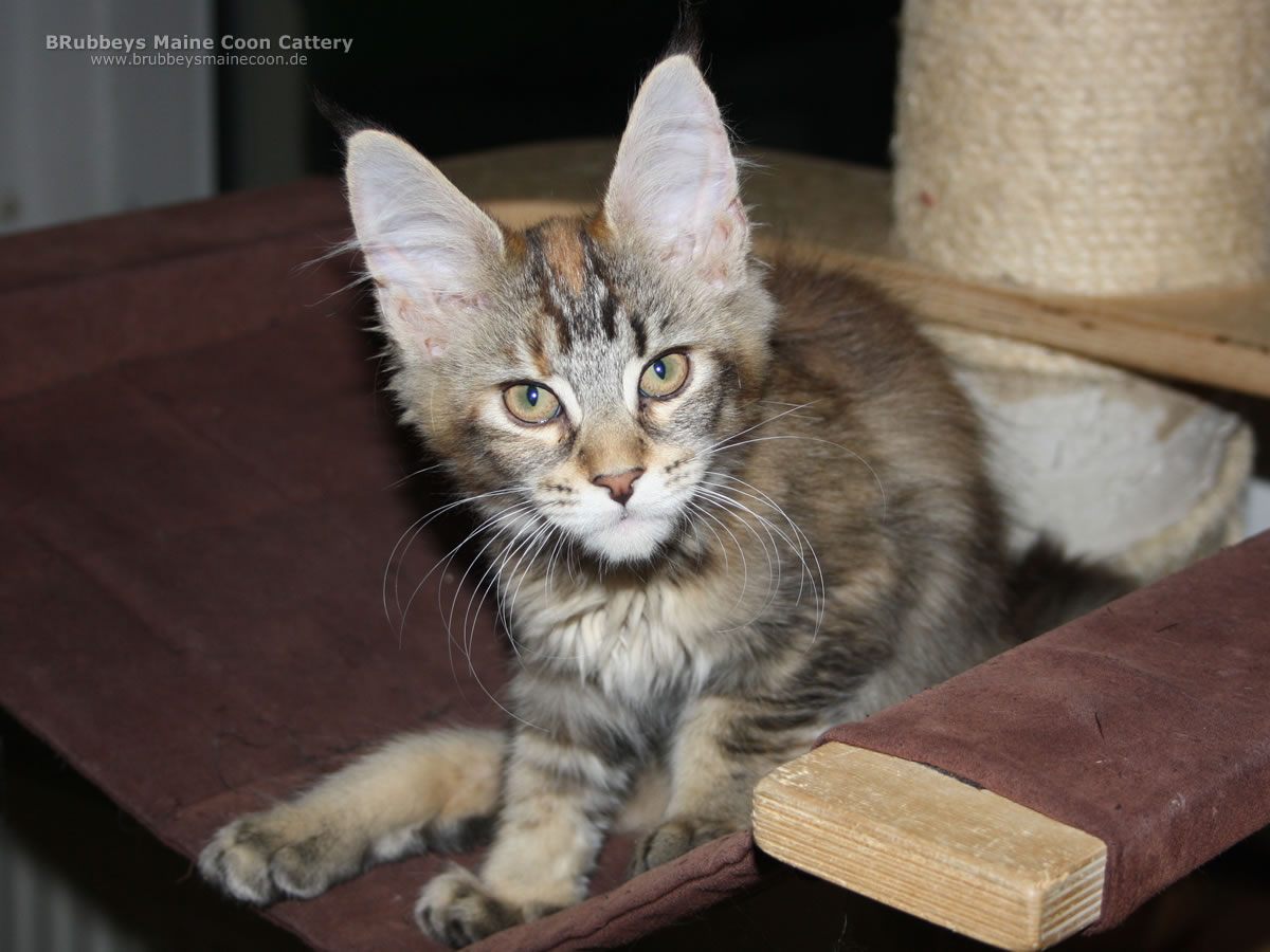 BRubbeys Yasmina Maine Coon Kitten BRubbeys Yasmina