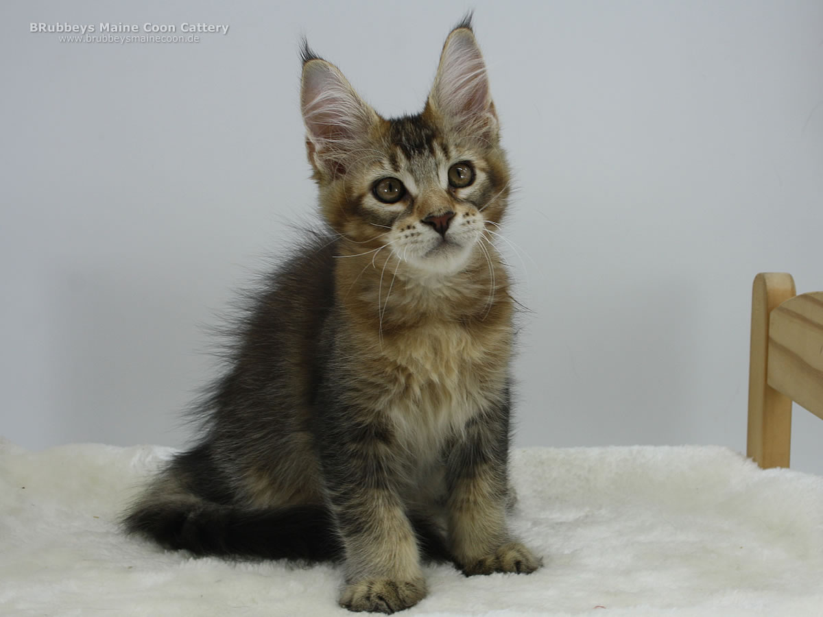 Maine Coon Baby BRubbeys Yukon