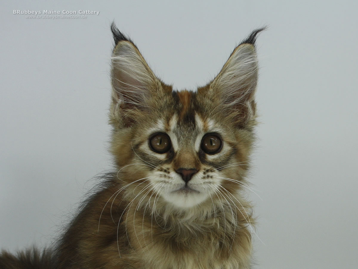 Maine Coon Kitten BRubbeys Yule