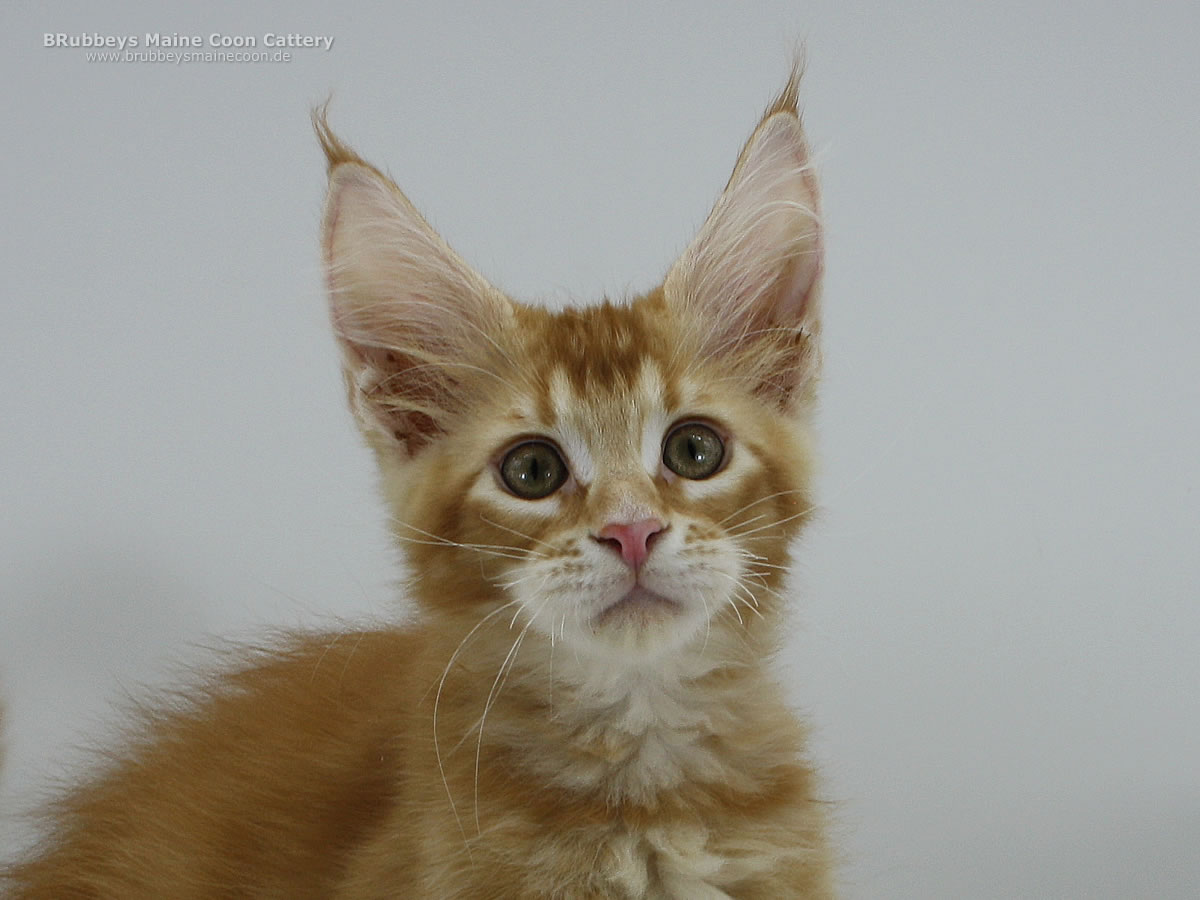 Maine Coon Baby BRubbeys Yuri