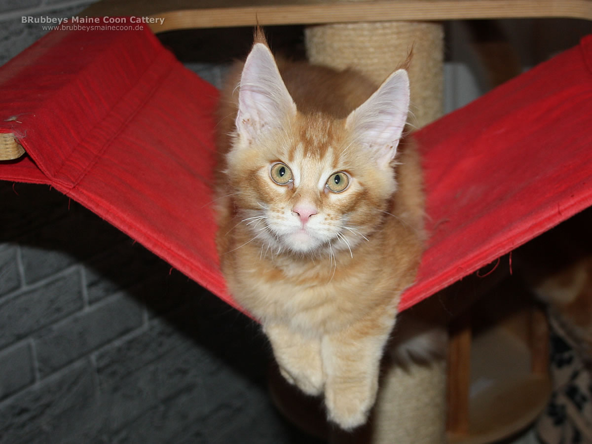 Yuri Auszug Yuri Auszug