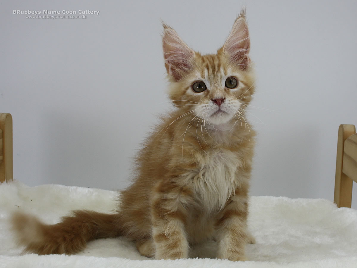 Maine Coon Kitten BRubbeys Zaine