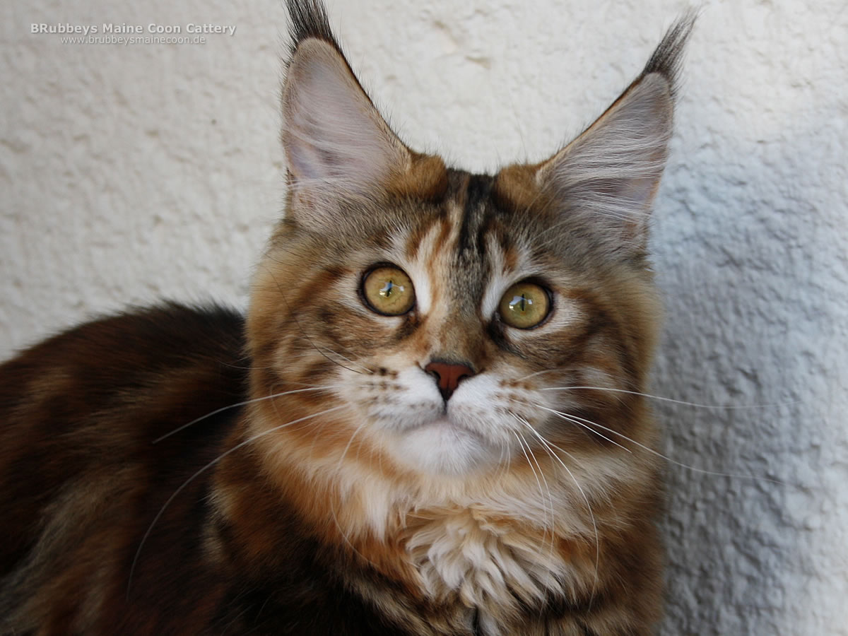 Maine Coon Youngster BRubbeys Zazou
