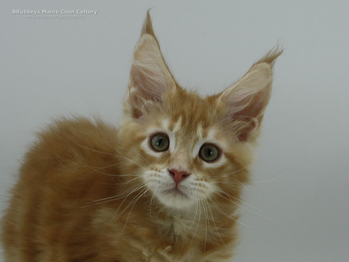 Maine Coon Katerchen BRubbeys Zeppelin