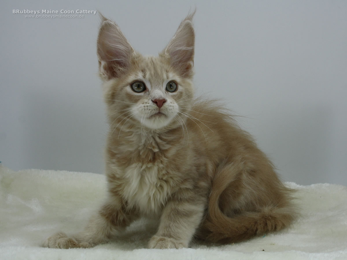 Maine Coon Baby BRubbeys Zero