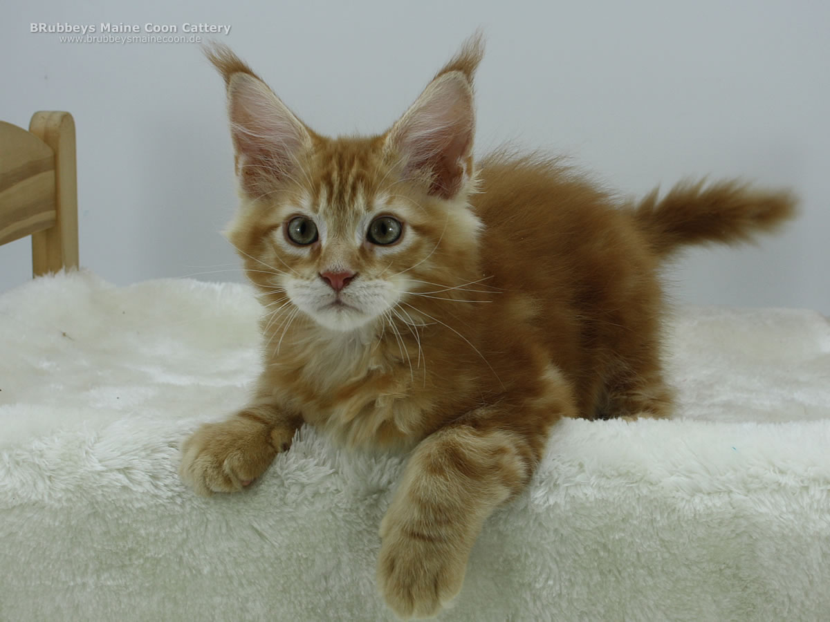 Maine Coon Kitten BRubbeys Zimba