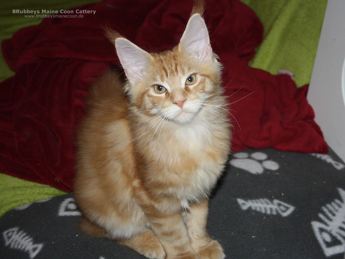 Auszug Zimba Auszug Zimba