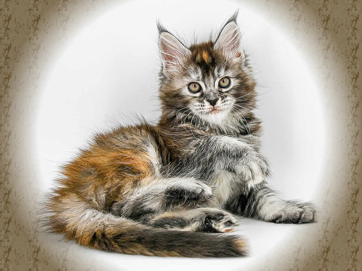 Maine Coon Kitten kaufen