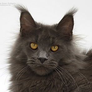 Reja of Maine Coon Castle