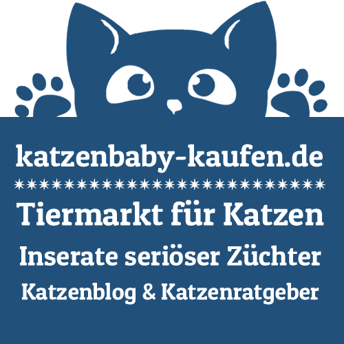 www.katzenbaby-kaufen.de